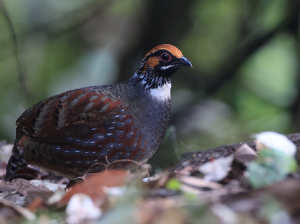 Hill Partridge, 环颈山鹧鸪, Arborophila torqueola-gallery-