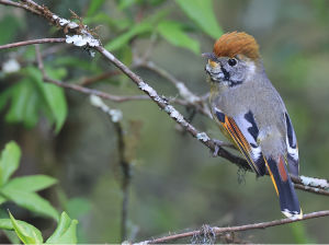 Bar-throated Minla, 斑喉希鹛, Actinodura strigula-gallery-