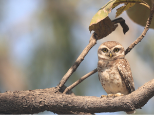 Spotted Owlet, 横斑腹小鸮, Athene brama-gallery-