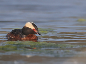 Horned Grebe, 角, Podiceps auritus-gallery-