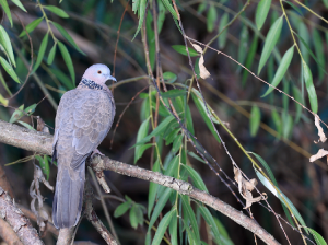 Spotted Dove, 珠颈斑鸠, Spilopelia chinensis-gallery-