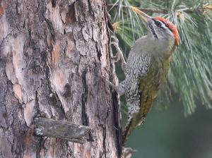 Scaly-bellied Woodpecker, 鳞腹绿啄木鸟, Picus squamatus-gallery-