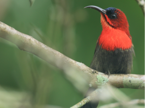 Crimson Sunbird, 黄腰太阳鸟, Aethopyga siparaja-gallery-