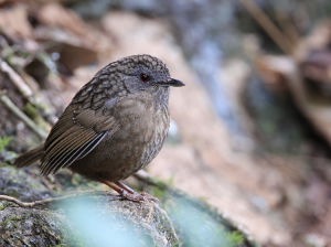 Streaked Wren-Babbler, 短尾鹪鹛, Napothera brevicaudata-gallery-