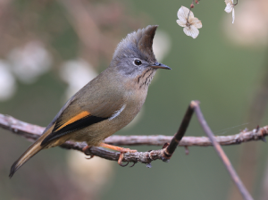 Stripe-throated Yuhina, 纹喉凤鹛, Yuhina gularis-gallery-