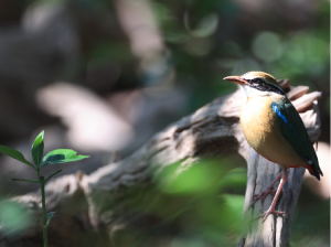 Indian Pitta, 印度八色鸫, Pitta brachyura-gallery-