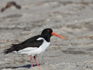 Eurasian Oystercatcher, 蛎鹬, Haematopus ostralegus-gallery-