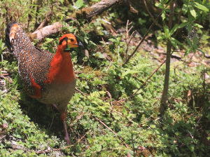 Blyth's Tragopan, 灰腹角雉, Tragopan blythii-gallery-