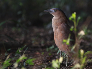 Malayan Night Heron, 黑冠鶠, Gorsachius melanolophus-gallery-