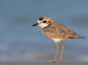 Malaysian Plover, 马来鸻, Charadrius peronii-gallery-