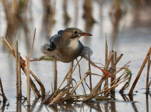 Red-billed Starling, 丝光椋鸟, Spodiopsar sericeus-gallery-