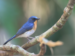 Indochinese Blue Flycatcher, 印支蓝仙鹟, Cyornis sumatrensis-gallery-