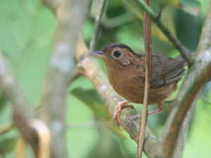 Brown-capped Babbler, 褐冠幽鹛, Pellorneum fuscocapillus-gallery-