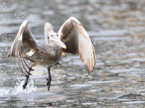 Spot-billed Pelican, 斑嘴鹈鹕, Pelecanus philippensis-gallery-