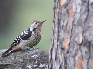 Brown-fronted Woodpecker, 褐额啄木鸟, Dendrocoptes auriceps-gallery-