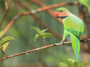 Long-tailed Parakeet, 长尾鹦鹉, Psittacula longicauda-gallery-