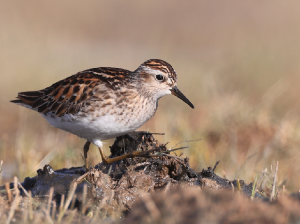 Long-toed Stint, 长趾滨鹬, Calidris subminuta-gallery-