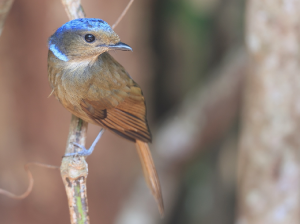 Large Niltava, 大仙鹟, Niltava grandis-gallery-