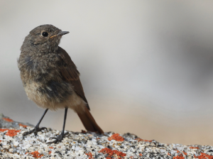 Black Redstart, 赭红尾鸲, Phoenicurus ochruros-gallery-