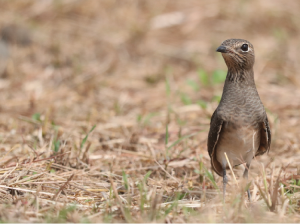 Oriental Pratincole, 普通燕鸻, Glareola maldivarum-gallery-