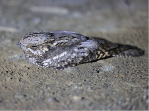 European Nightjar, 欧夜鹰, Caprimulgus europaeus-gallery-