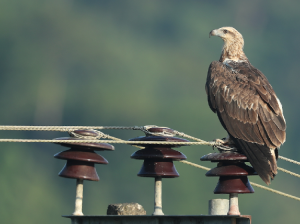 White-bellied Sea Eagle, 白腹海雕, Haliaeetus leucogaster-gallery-