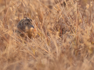 Common Buttonquail, 林三趾鹑, Turnix sylvaticus-gallery-