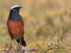 Guldenstat’s Redstart, 红腹红尾鸲, Phoenicurus erythrogastrus-gallery-