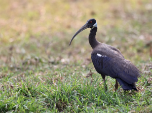 White-shouldered Ibis, 白肩黑鹮, Pseudibis davisoni-gallery-