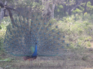 Indian Peafowl, 蓝孔雀, Pavo cristatus-gallery-