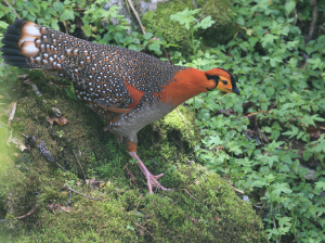 Blyth’s Tragopan, 灰腹角雉, Tragopan blythii-gallery-