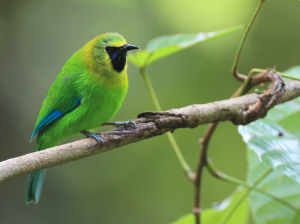 Blue-winged Leafbird, 蓝翅叶鹎, Chloropsis cochinchinensis-gallery-