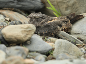 Savanna Nightjar, 林夜鹰, Caprimulgus affinis-gallery-