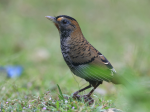 Rufous-chinned Laughingthrush, 棕颏噪鹛, Ianthocincla rufogularis-gallery-