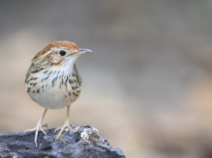 Puff-throated Babbler, 棕头幽鹛, Pellorneum ruficeps-gallery-