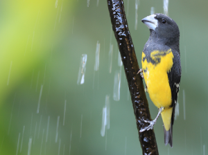 Spot-winged Grosbeak, 白点翅拟蜡嘴雀, Mycerobas melanozanthos-gallery-