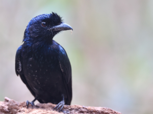 Greater Racket-tailed Drongo, 大盘尾, Dicrurus paradiseus-gallery-