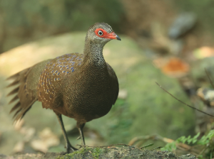 Hainan Peacock-Pheasant, 海南孔雀雉, Polyplectron katsumatae-gallery-