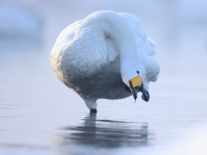 Whooper Swan, 大天鹅, Cygnus cygnus-gallery-