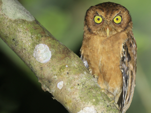 Andaman Scops Owl, 安达曼角鸮, Otus balli-gallery-