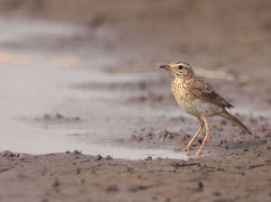 Paddyfield Pipit, 田鹨, Anthus rufulus-gallery-