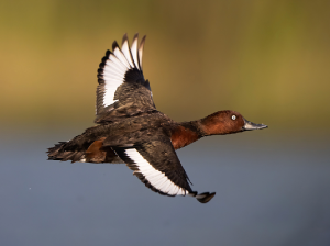 Ferruginous Duck, 白眼潜鸭, Aythya nyroca-gallery-