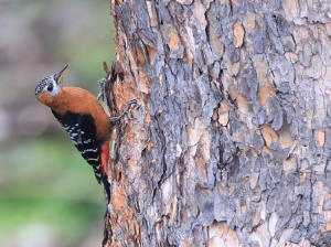 Rufous-bellied Woodpecker, 棕腹啄木鸟, Dendrocopos hyperythrus-gallery-