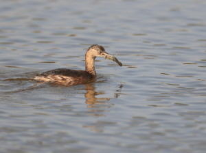 Little Grebe, 小??, Tachybaptus ruficollis-gallery-