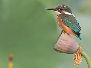 Common Kingfisher, 普通翠鸟, Alcedo atthis-gallery-