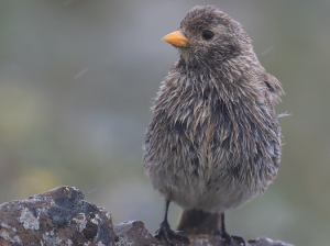 Tibetan Rosefinch, 藏雀, Carpodacus roborowskii-gallery-