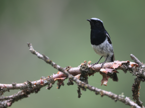 Blue-capped Redstart, 蓝头红尾鸲, Phoenicurus coeruleocephala-gallery-