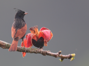 Crested Bunting, 凤头鹀, Emberiza lathami-gallery-