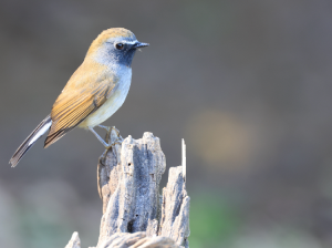 Rufous-gorgeted Flycatcher, 橙胸姬鹟, Ficedula strophiata-gallery-