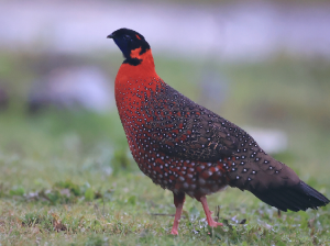 Satyr Tragopan, 红胸角雉, Tragopan satyra-gallery-